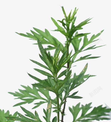 探秘艾草（了解艾草的起源）