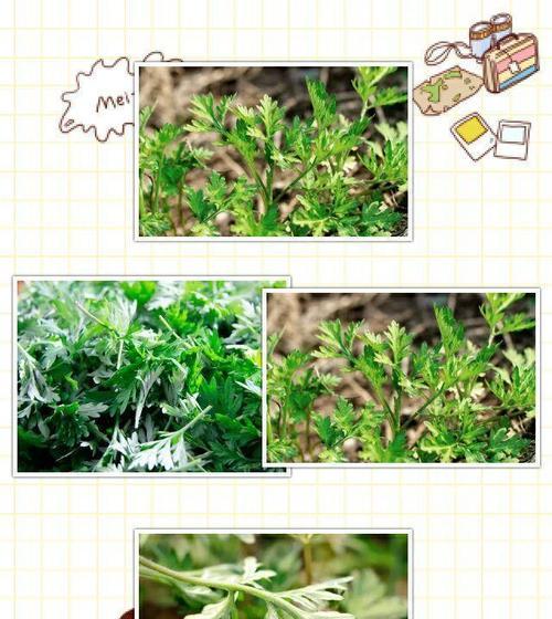 探秘艾青植物的神奇之处（一种医药和美食两相宜的珍贵植物资源）