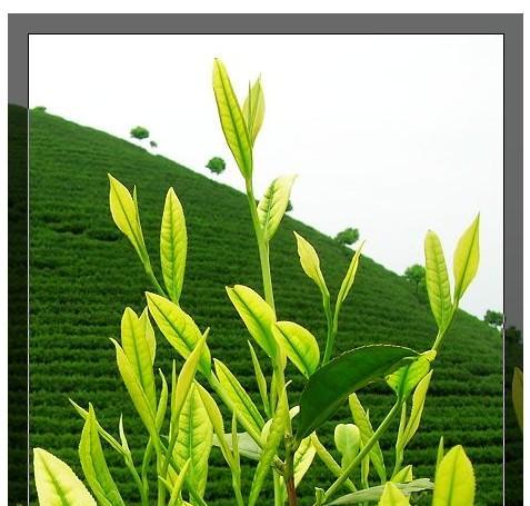 揭秘安吉白茶的分类和特点（探究安吉白茶的类属和茶叶学知识）