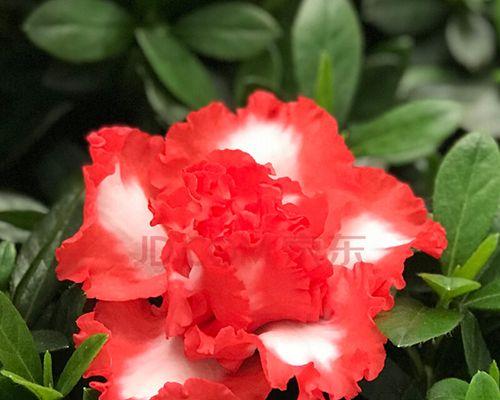 杜鹃花的象征意义及寓意（了解杜鹃花的文化象征与象征意义）