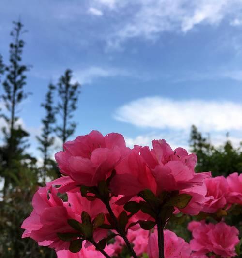 杜鹃花的象征意义及寓意（了解杜鹃花的文化象征与象征意义）