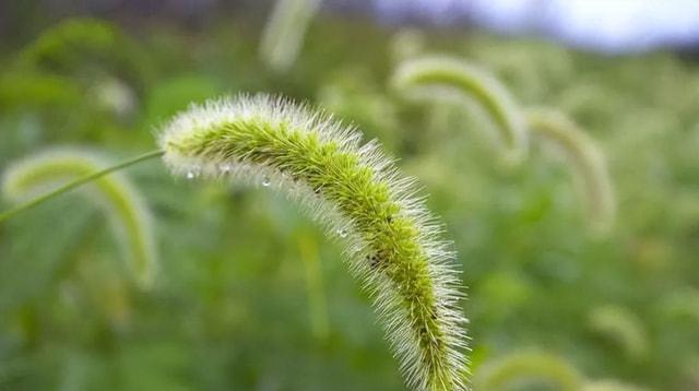 狗尾草的花语——忠诚和友谊的象征（用狗尾草传递真诚和深情的意义）