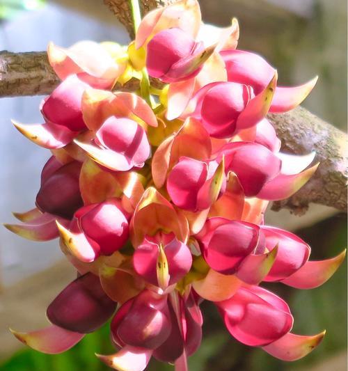 禾雀花的花语与意义（探寻禾雀花的深层寓意）