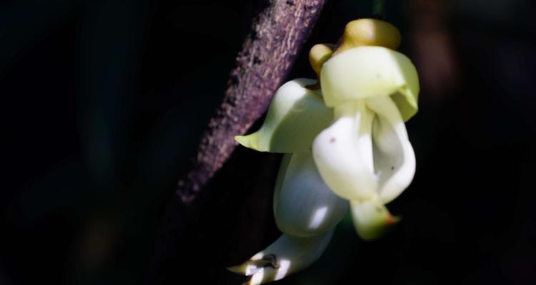禾雀花的花语与意义（探寻禾雀花的深层寓意）
