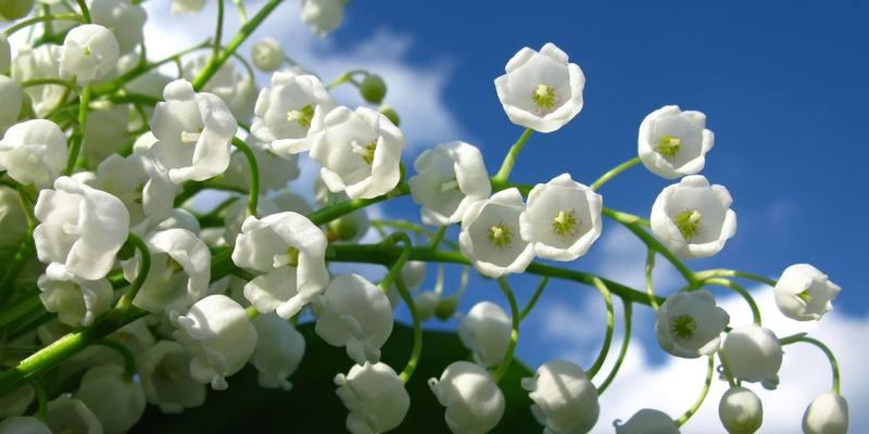 以合果芋的花语（探索以合果芋花朵的内涵与象征）