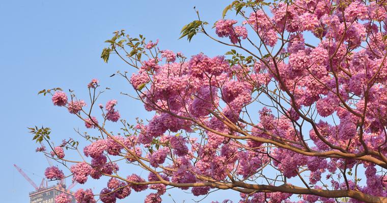 红花风铃木的花语（红花风铃木的花语与寓意）