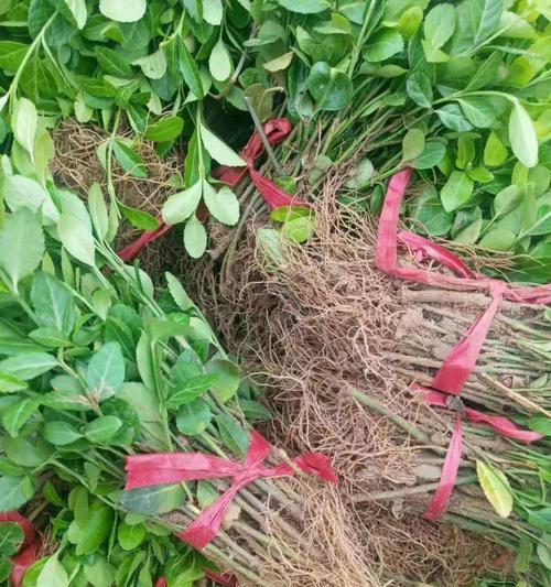 换床苗的种植技巧（掌握换床苗的技巧）