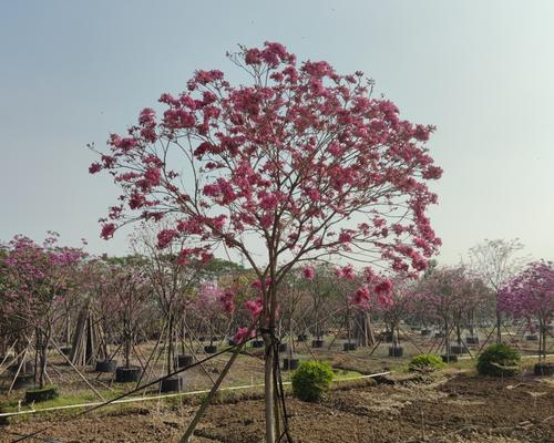 揭秘以假植苗的真相（保障农业安全）