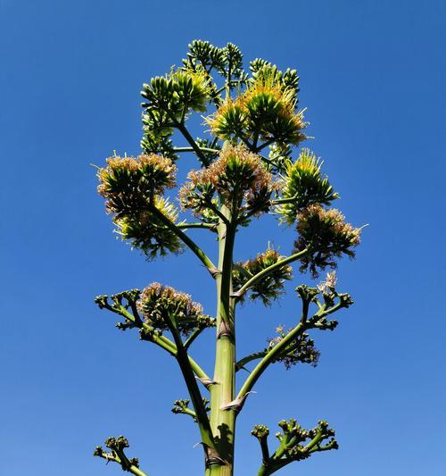 剑麻花语（用图案诉说情感）