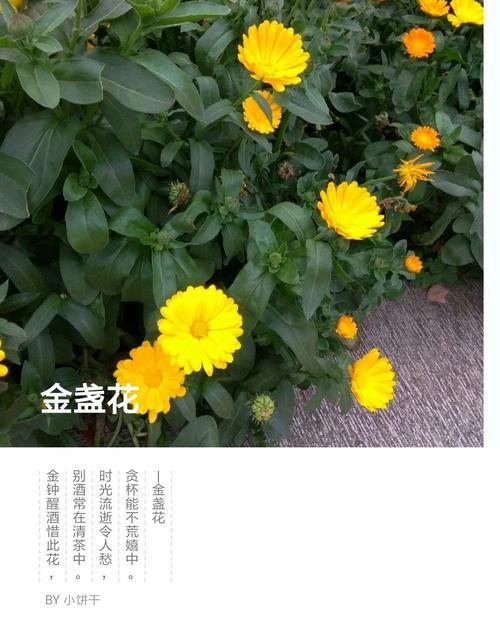 金盏菊的花语及传说（揭秘金盏菊的神秘之美）