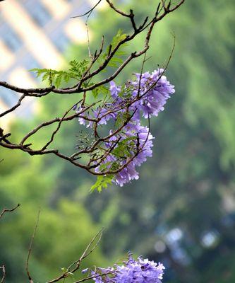 蓝楹花——寄托着深情厚意的花语（蓝楹花的花语与象征及其传承）