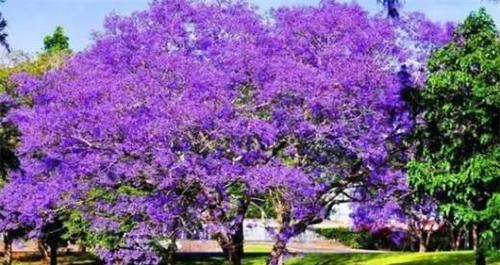 蓝楹花——寄托着深情厚意的花语（蓝楹花的花语与象征及其传承）