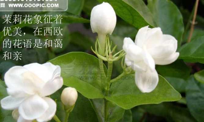 落羽杉的寓意与花语（探寻落羽杉在文化中的象征意义和传递的情感）