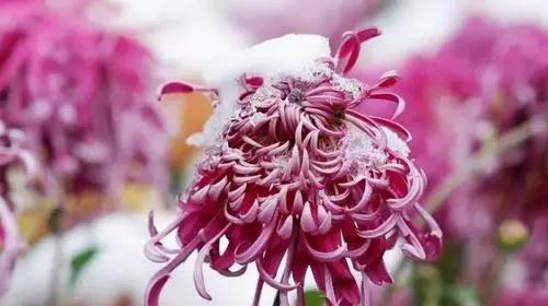 梅兰竹菊（四季常青）