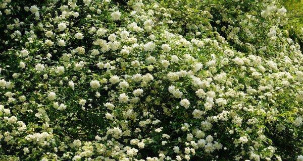 木香花的花语与意义（探寻木香花的神秘之处）