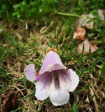 《泡桐花的花语》（赏析泡桐花的美丽与意义）