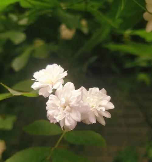 七里香的花语（七里香花语传递的是什么）