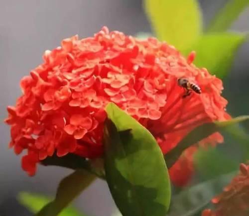千日红花语与美好祝福（绽放希望的千日红）