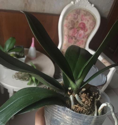 揭秘“以杀头苗”（探索中国传统文化中的神秘仪式）