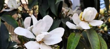 深山含笑的花语和传说（探寻自然之美）