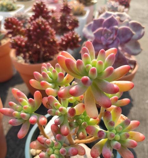 多肉植物的阳光需求（了解多肉喜欢阳光的原因与注意事项）