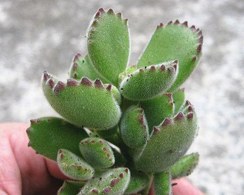 多肉熊掌开花，美丽绽放！——多肉熊掌的开花与养护