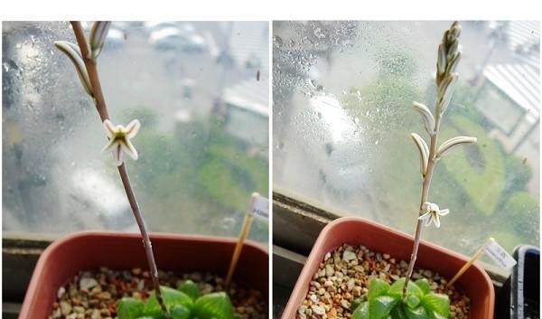 多肉玉露开花详解