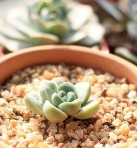 多肉植物种植完整指南（从时间到方法）