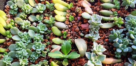 多肉植物种植完整指南（从时间到方法）