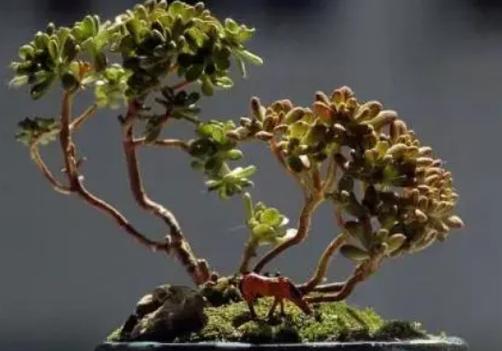 多肉植物有毒吗（多肉植物的毒性及适合室内的品种推荐）