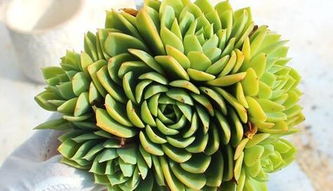 多肉植物有毒吗（多肉植物的毒性及适合室内的品种推荐）