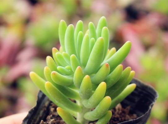 多肉植物是否有种子（探究多肉植物的繁殖方式和种子特征）