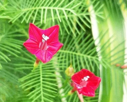 五角星花的寓意是什么？五角星花象征着什么含义？