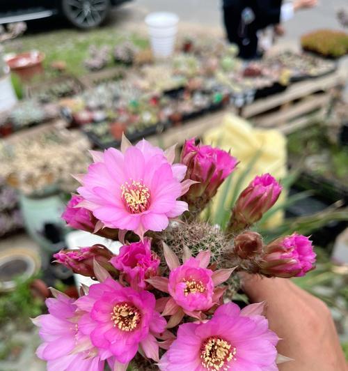 仙人球开花代表什么？仙人球开花的象征意义是什么？