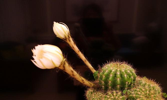 仙人球开花寓意着什么？兆头有哪些？