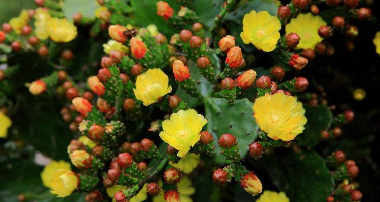 仙人掌开花代表什么？仙人掌开花的寓意是什么？