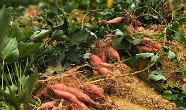 地瓜可以生吃吗？生食地瓜的健康风险与建议是什么？