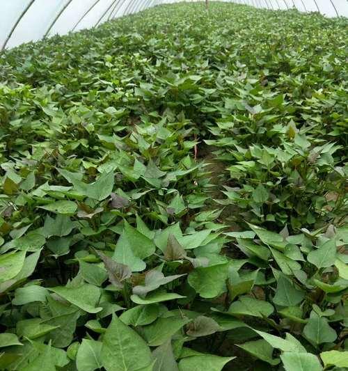 地瓜种子真的可以食用吗？食用时需要注意什么？