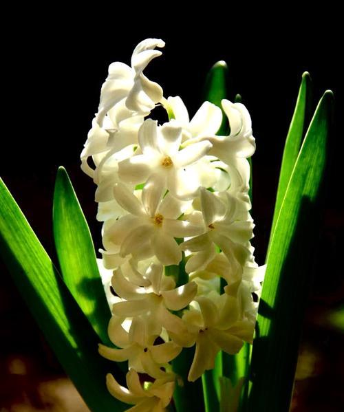 白色风信子代表什么含义？花语背后的故事是什么？