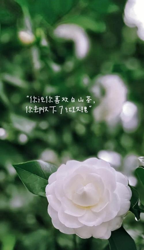 白山茶的花语是什么？了解白山茶的象征意义和文化内涵？