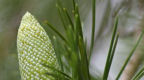 美人松属于裸子植物吗？它的分类和特点是什么？