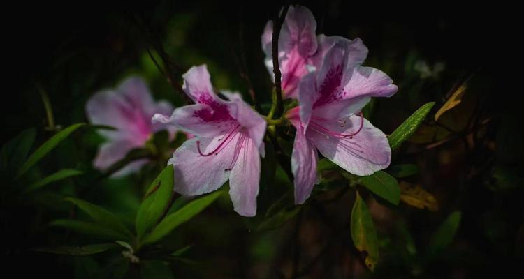 杜鹃花的花语和寓意是什么？如何正确解读杜鹃花的象征意义？
