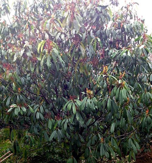 冠径是什么意思？如何正确测量植物的冠径？