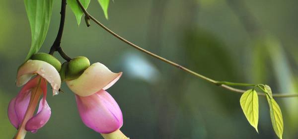 禾雀花的花语是什么？如何正确解读禾雀花的象征意义？