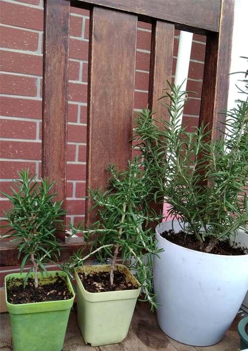 迷迭香好养活吗？如何确保迷迭香的健康生长？
