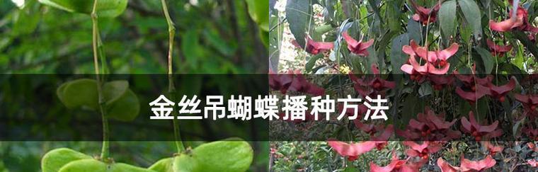 金丝吊蝴蝶花语是什么？了解其独特含义和象征意义？