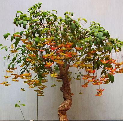 金丝吊蝴蝶花语是什么？了解其独特含义和象征意义？