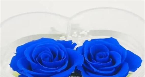 蓝色月季代表什么？蓝色月季花语有哪些寓意？