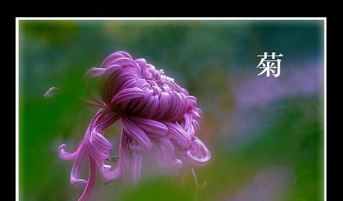 梅兰竹菊各自象征着什么？它们的含义有哪些不同？