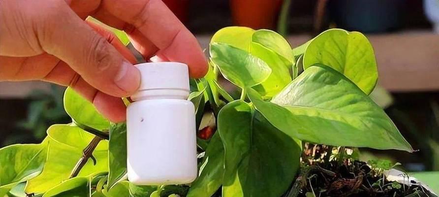 米醋浇花的好处与注意事项是什么？